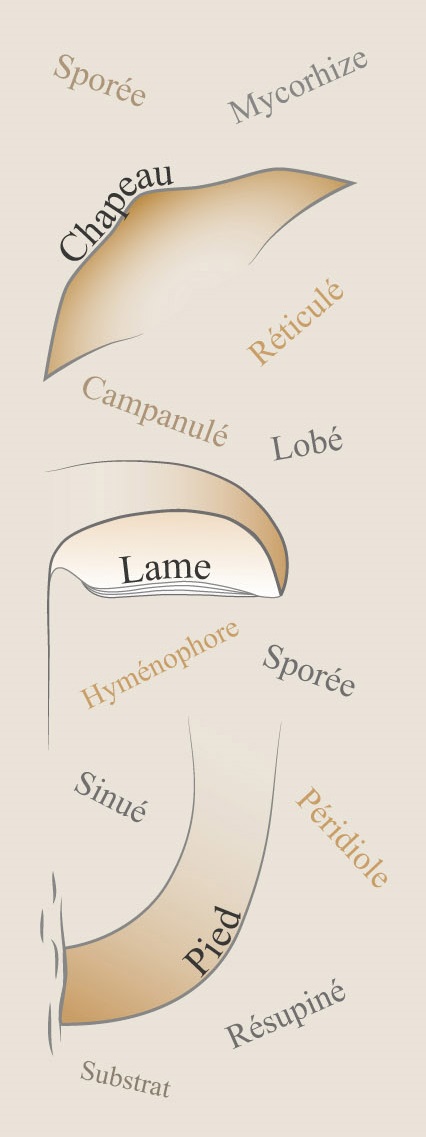 Arrière-plan gauche