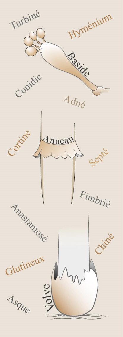 Arrière-plan droit